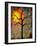 Sunrise Sunset Tree-Blenda Tyvoll-Framed Art Print