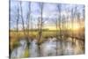 Sunrise Swamp-Kim Curinga-Stretched Canvas