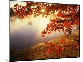 Sunrise Through Autumn Leaves-Joseph Sohm-Mounted Photographic Print