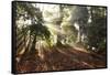 Sunrise Through Fog and Trees-Craig Tuttle-Framed Stretched Canvas