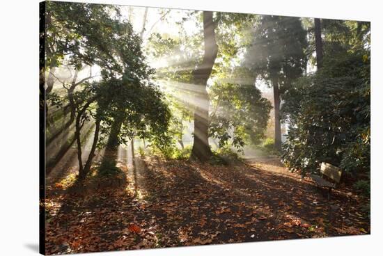 Sunrise Through Fog and Trees-Craig Tuttle-Stretched Canvas