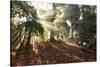 Sunrise Through Fog and Trees-Craig Tuttle-Stretched Canvas