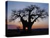 Sunrise Through Hole Made in Baobab Tree by an Elephant in Ruaha National Park of Southern Tanzania-Nigel Pavitt-Stretched Canvas