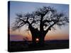 Sunrise Through Hole Made in Baobab Tree by an Elephant in Ruaha National Park of Southern Tanzania-Nigel Pavitt-Stretched Canvas