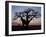 Sunrise Through Hole Made in Baobab Tree by an Elephant in Ruaha National Park of Southern Tanzania-Nigel Pavitt-Framed Photographic Print