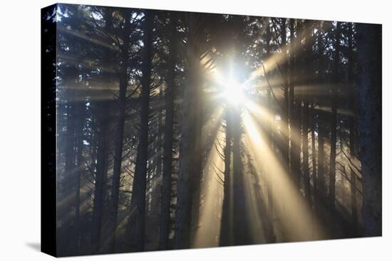 Sunrise through Morning Fog and Trees, Oregon Coast, Pacific Northwest-Craig Tuttle-Stretched Canvas