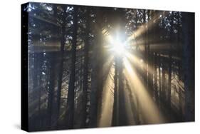 Sunrise through Morning Fog and Trees, Oregon Coast, Pacific Northwest-Craig Tuttle-Stretched Canvas