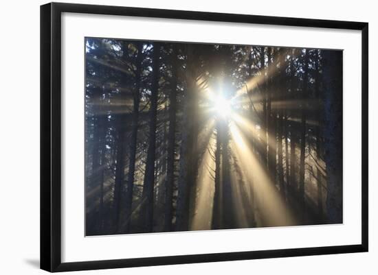 Sunrise through Morning Fog and Trees, Oregon Coast, Pacific Northwest-Craig Tuttle-Framed Photographic Print