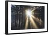 Sunrise through Morning Fog and Trees, Oregon Coast, Pacific Northwest-Craig Tuttle-Framed Photographic Print