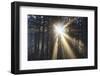 Sunrise through Morning Fog and Trees, Oregon Coast, Pacific Northwest-Craig Tuttle-Framed Photographic Print