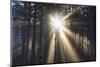 Sunrise through Morning Fog and Trees, Oregon Coast, Pacific Northwest-Craig Tuttle-Mounted Photographic Print