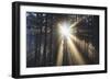 Sunrise through Morning Fog and Trees, Oregon Coast, Pacific Northwest-Craig Tuttle-Framed Photographic Print