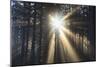 Sunrise through Morning Fog and Trees, Oregon Coast, Pacific Northwest-Craig Tuttle-Mounted Photographic Print