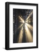 Sunrise through Morning Fog and Trees, Oregon Coast, Pacific Northwest-Craig Tuttle-Framed Photographic Print