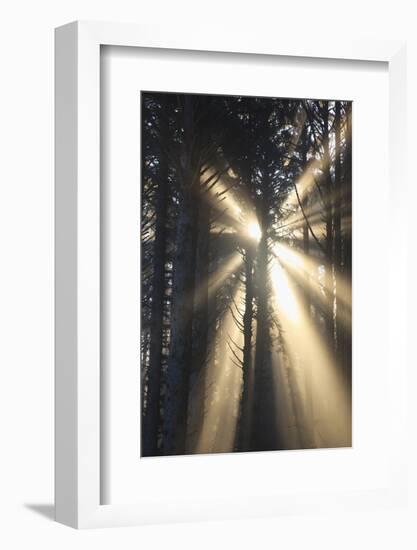 Sunrise through Morning Fog and Trees, Oregon Coast, Pacific Northwest-Craig Tuttle-Framed Photographic Print