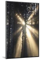 Sunrise through Morning Fog and Trees, Oregon Coast, Pacific Northwest-Craig Tuttle-Mounted Photographic Print