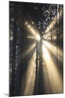 Sunrise through Morning Fog and Trees, Oregon Coast, Pacific Northwest-Craig Tuttle-Mounted Photographic Print