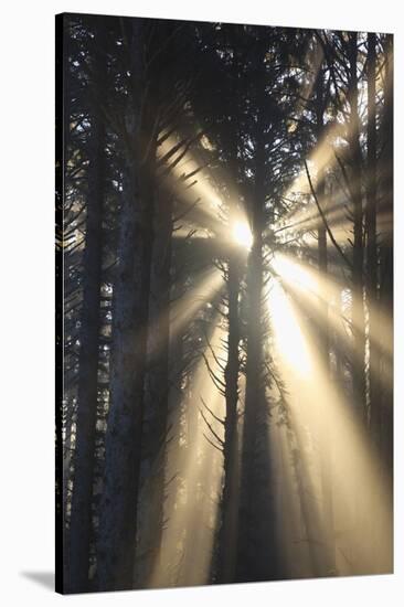 Sunrise through Morning Fog and Trees, Oregon Coast, Pacific Northwest-Craig Tuttle-Stretched Canvas