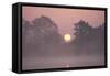 Sunrise Through Trees on Edge of Broad-null-Framed Stretched Canvas