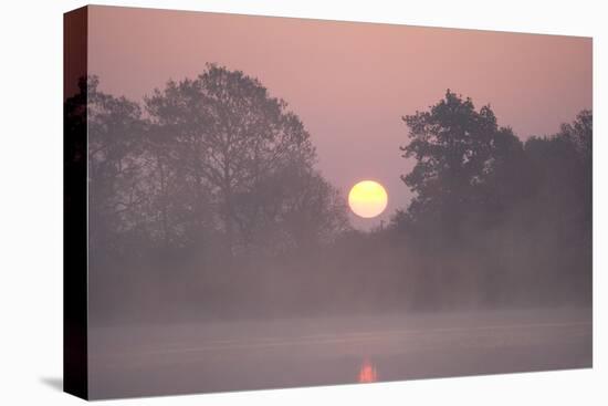 Sunrise Through Trees on Edge of Broad-null-Stretched Canvas