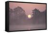 Sunrise Through Trees on Edge of Broad-null-Framed Stretched Canvas