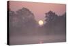 Sunrise Through Trees on Edge of Broad-null-Stretched Canvas