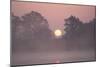 Sunrise Through Trees on Edge of Broad-null-Mounted Photographic Print