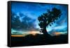 Sunrise Tree at Dead Horse Point, Southern Utah-Vincent James-Framed Stretched Canvas