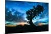 Sunrise Tree at Dead Horse Point, Southern Utah-Vincent James-Mounted Photographic Print