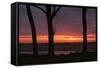 Sunrise Tree Design at Ogunquit, Maine Coast-Vincent James-Framed Stretched Canvas