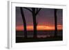 Sunrise Tree Design at Ogunquit, Maine Coast-Vincent James-Framed Photographic Print