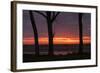 Sunrise Tree Design at Ogunquit, Maine Coast-Vincent James-Framed Photographic Print