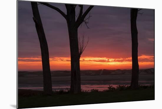 Sunrise Tree Design at Ogunquit, Maine Coast-Vincent James-Mounted Photographic Print