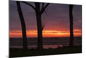 Sunrise Tree Design at Ogunquit, Maine Coast-Vincent James-Mounted Photographic Print