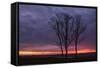 Sunrise Trees at Ogunquit, Maine Coast-Vincent James-Framed Stretched Canvas