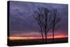 Sunrise Trees at Ogunquit, Maine Coast-Vincent James-Stretched Canvas