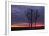 Sunrise Trees at Ogunquit, Maine Coast-Vincent James-Framed Photographic Print