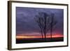 Sunrise Trees at Ogunquit, Maine Coast-Vincent James-Framed Photographic Print