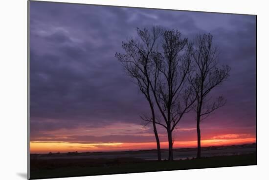 Sunrise Trees at Ogunquit, Maine Coast-Vincent James-Mounted Photographic Print