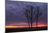 Sunrise Trees at Ogunquit, Maine Coast-Vincent James-Mounted Photographic Print