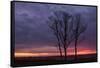 Sunrise Trees at Ogunquit, Maine Coast-Vincent James-Framed Stretched Canvas