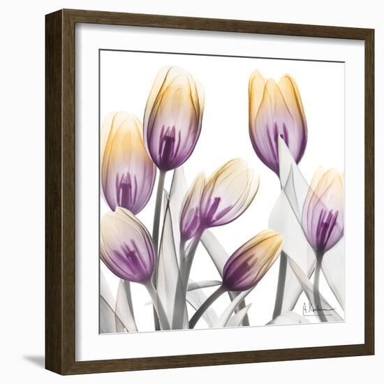 Sunrise Tulips 1-Albert Koetsier-Framed Art Print