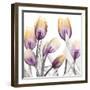 Sunrise Tulips 1-Albert Koetsier-Framed Art Print