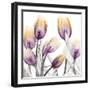 Sunrise Tulips 1-Albert Koetsier-Framed Art Print