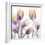 Sunrise Tulips 1-Albert Koetsier-Framed Art Print