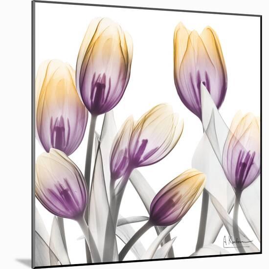 Sunrise Tulips 1-Albert Koetsier-Mounted Art Print