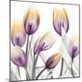 Sunrise Tulips 1-Albert Koetsier-Mounted Art Print