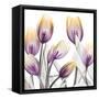 Sunrise Tulips 1-Albert Koetsier-Framed Stretched Canvas