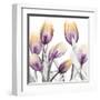 Sunrise Tulips 1-Albert Koetsier-Framed Art Print