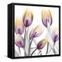 Sunrise Tulips 1-Albert Koetsier-Framed Stretched Canvas